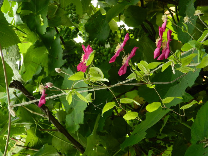 DSCN1287