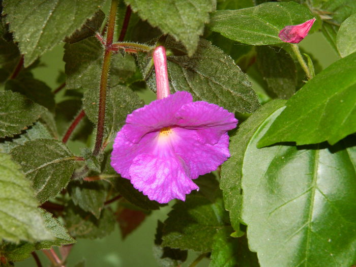 DSCN1291