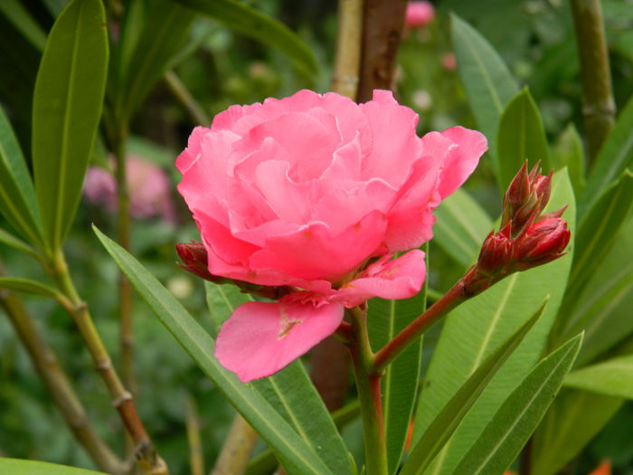 DSCN1295