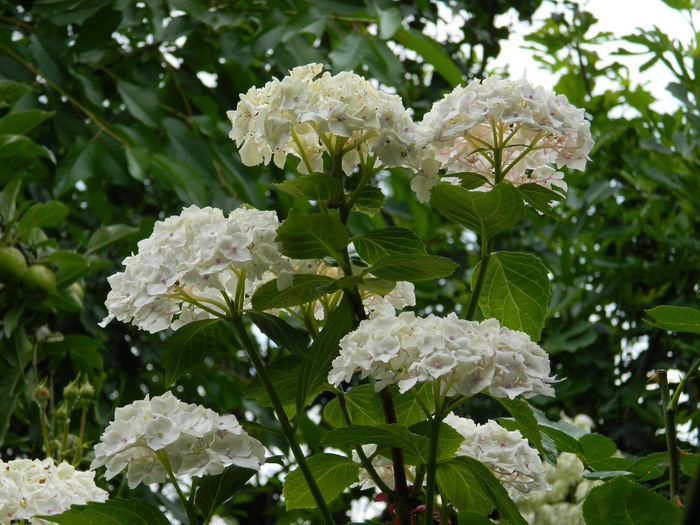 DSCN1301 - 2015_4_IUNIE