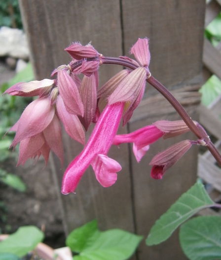 Salvia