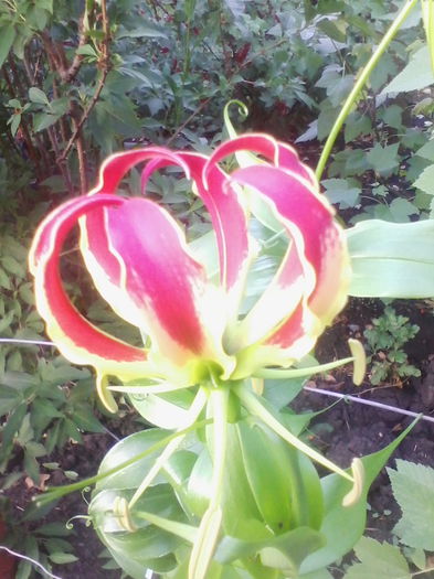 gloriosa