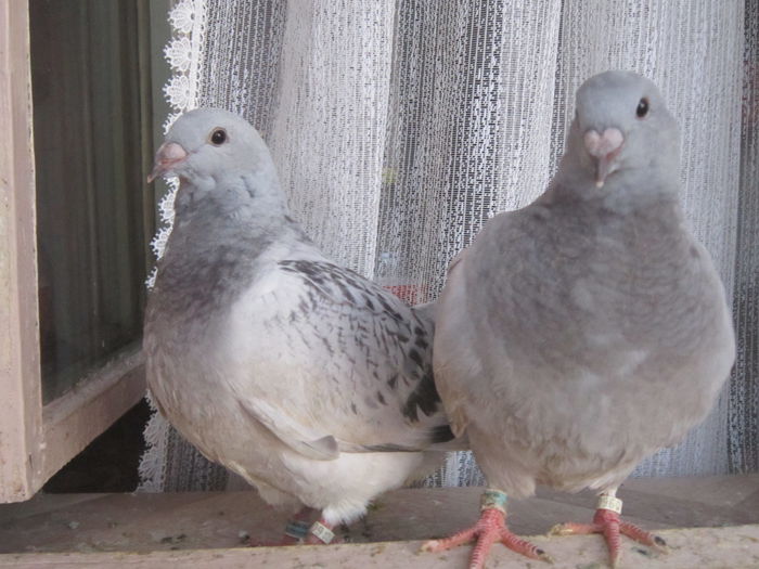 IMG_6080 - PUI  2015 La FABRICA