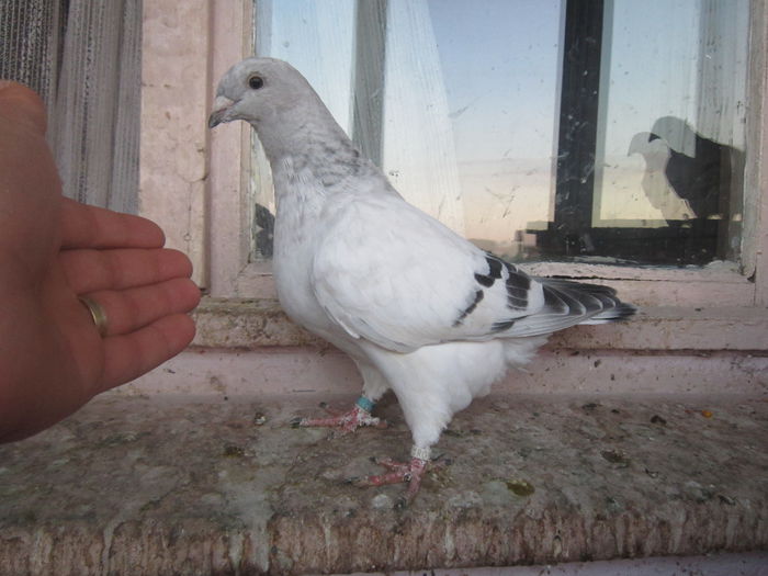 IMG_6065 - PUI  2015 La FABRICA