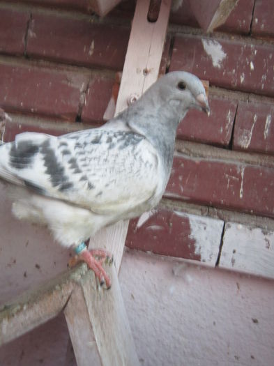 karisma - PUI  2015 La FABRICA