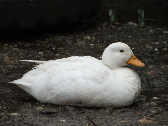 DSC06761 - Rate pitice