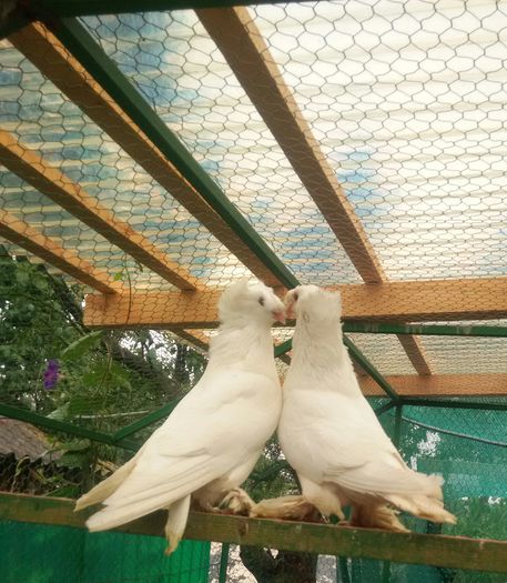 Tandarei. JUD.IALOMITA - 8___-PERSOANE CU CARE AM COLABORAT- VANZARI