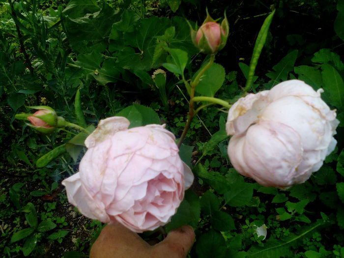 IMG_20150618_200952 - Ambridge rose