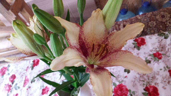 20150621_132935 - Florile mamei 2015