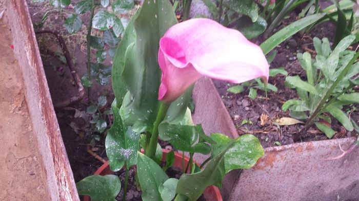 20150621_120209 - Florile mamei 2015