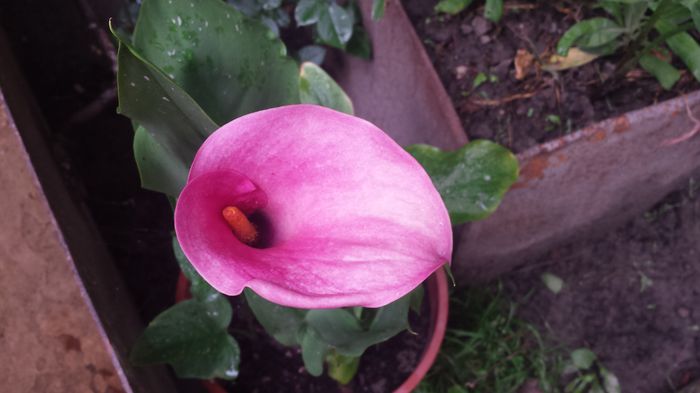 20150621_120200 - Florile mamei 2015
