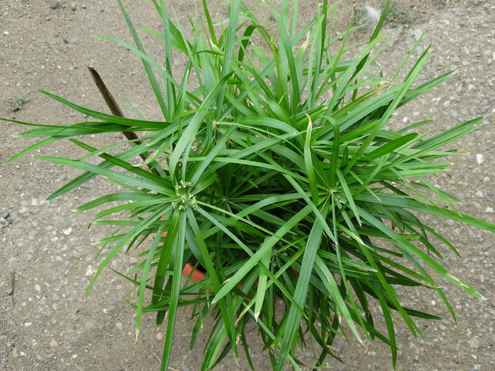 DSC02030 - Plante in ghiveci 2014