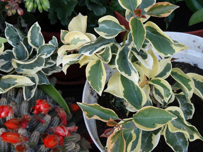 DSC02035 - Plante in ghiveci 2015