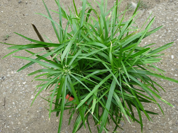 DSC02030 - Plante in ghiveci 2015