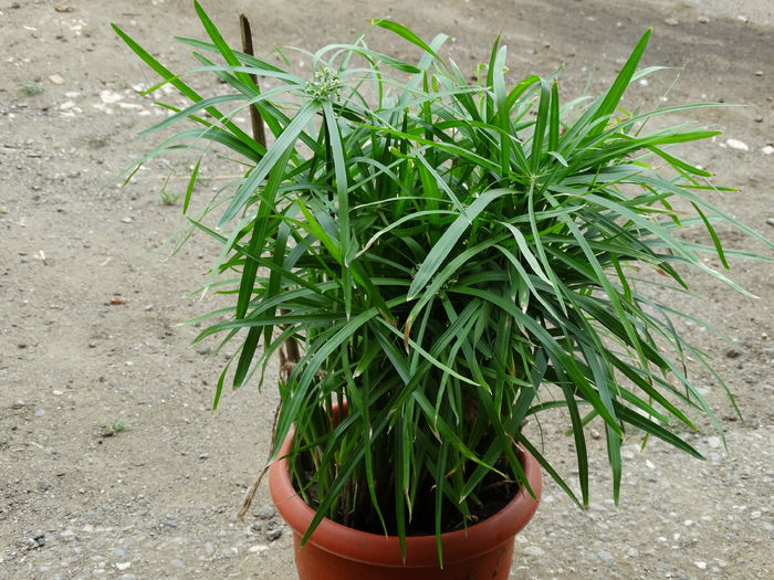 DSC02028 - Plante in ghiveci 2015