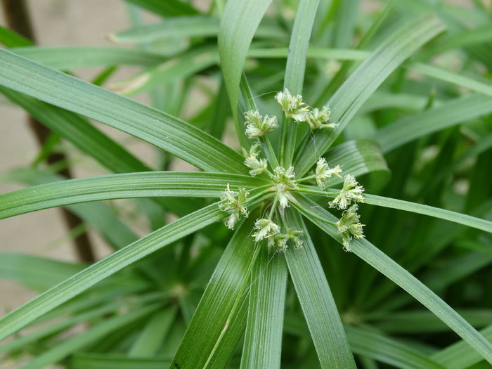 DSC02029 - Plante in ghiveci 2015