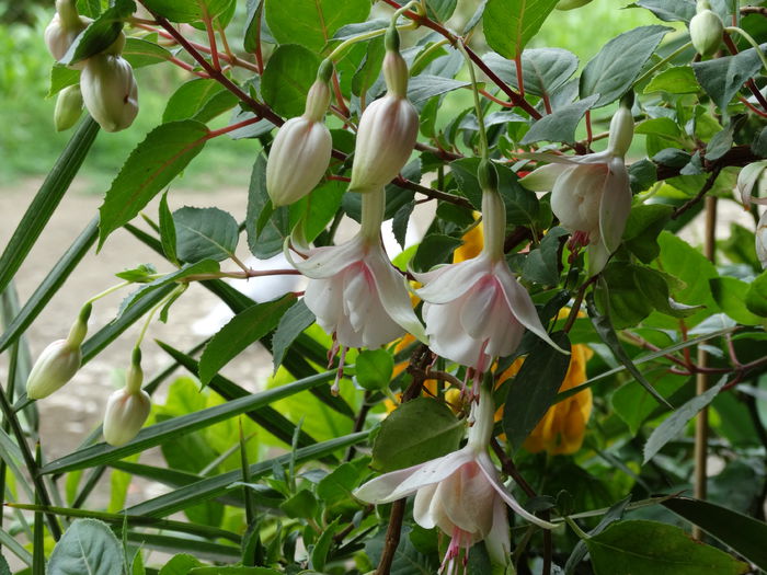 DSC02026 - Plante in ghiveci 2015