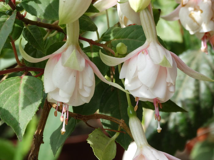 DSC01708 - Plante in ghiveci 2015