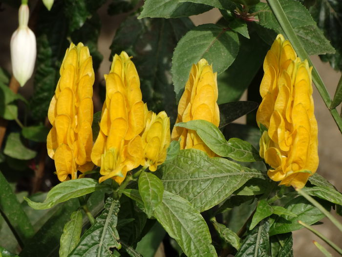 DSC01707 - Plante in ghiveci 2015
