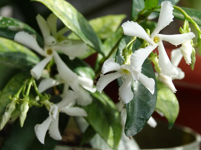 DSC01715 - Plante in ghiveci 2015