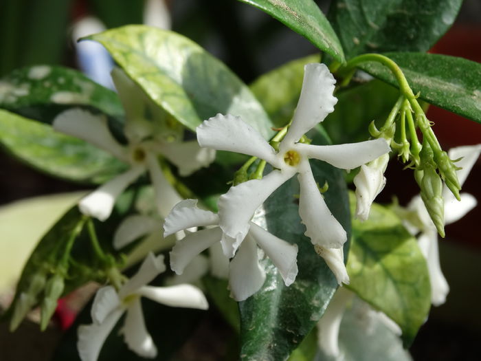 DSC01713 - Plante in ghiveci 2015