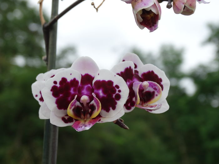 DSC01987 - Plante in ghiveci 2015