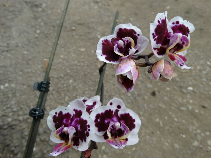 DSC01984 - Plante in ghiveci 2015