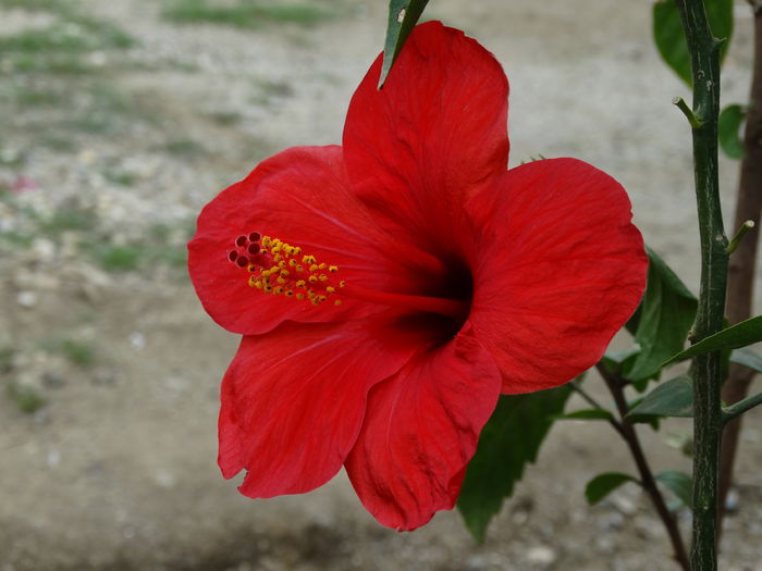 DSC02014 - Plante in ghiveci 2015