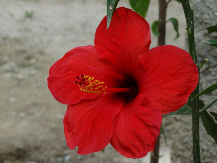 DSC02013 - Plante in ghiveci 2015