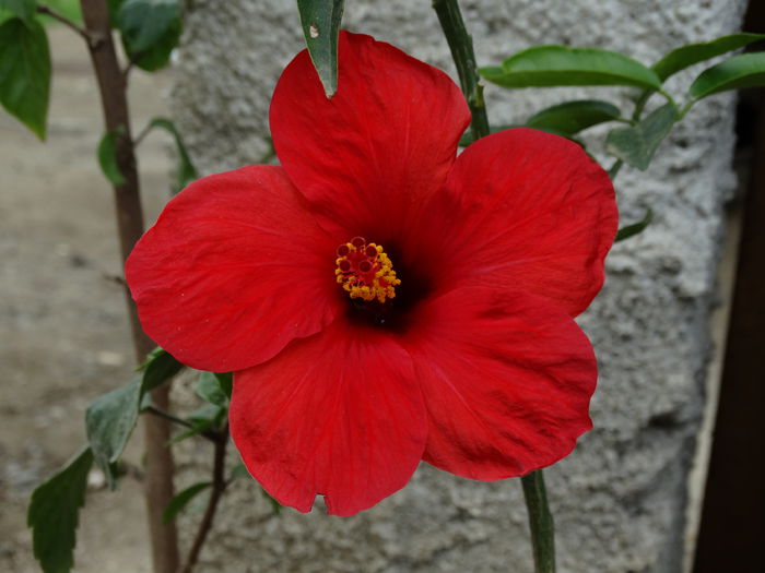 DSC02012 - Plante in ghiveci 2015