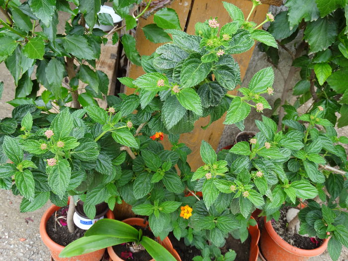 DSC02017 - Plante in ghiveci 2015