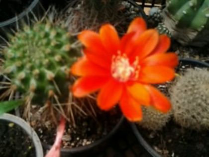 Fotografie5469 - Cactusi și suculente