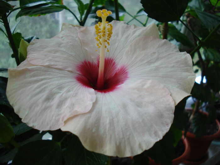 DSC01889 - Hibiscus Saint Tropez