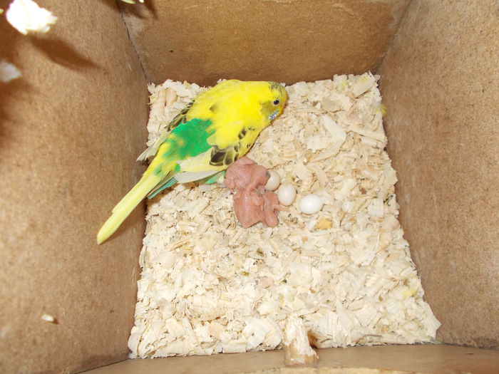 DSCN2790[1]; pui perusi
