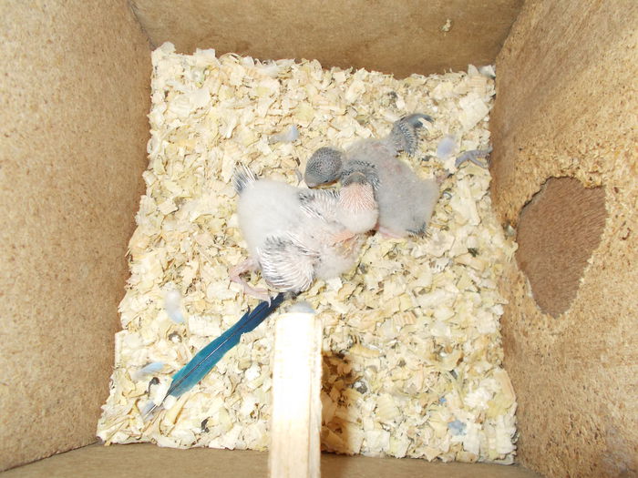 DSCN2791[1]; pui perusi
