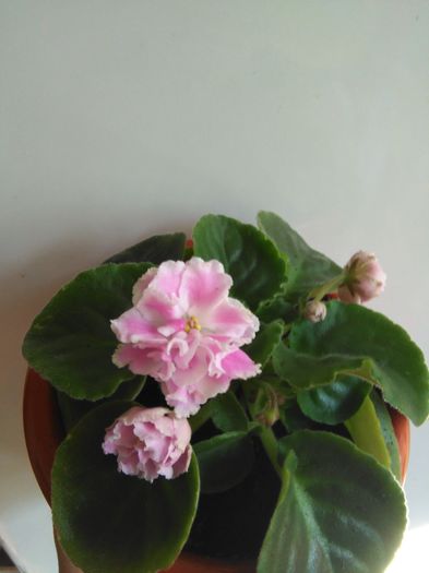 Pink Panthere - A-Violete