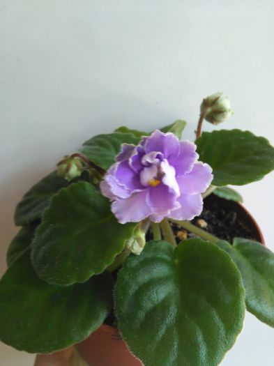 RS Bellisimo - A-Violete