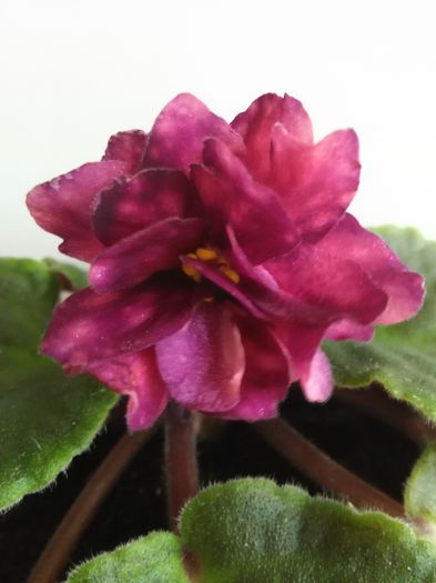 Armaghedon - A-Violete