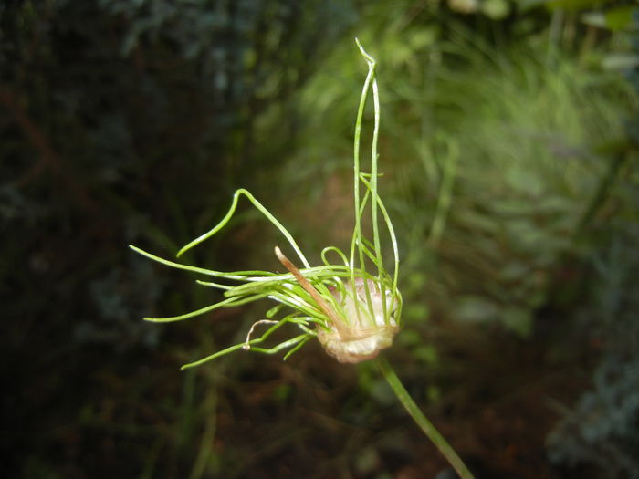 Allium Hair (2015, June 18)