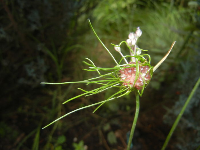 Allium Hair (2015, June 18) - Allium vineale Hair