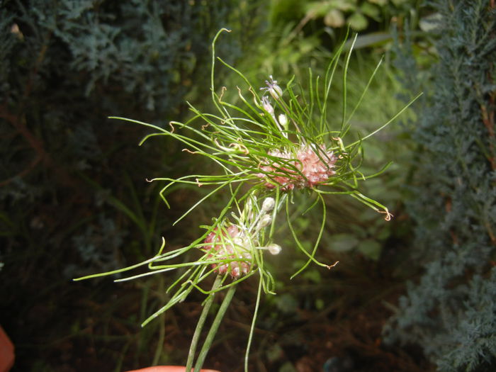 Allium Hair (2015, June 18) - Allium vineale Hair