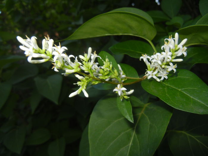 Ligustrum vulgare (2015, June 17) - LIGUSTRUM Vulgare_Wild Privet