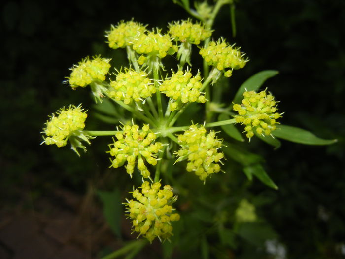 Lovage Flower. Leustean (2015, June 17)