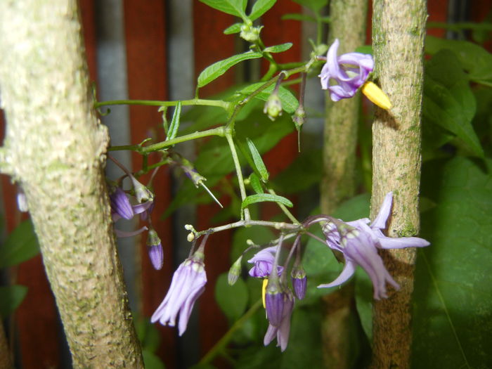 Solanum dulcamara (2015, June 17)