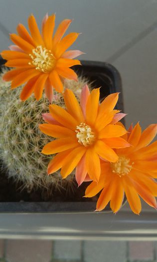 20150607_111559 - cactusi si suculente