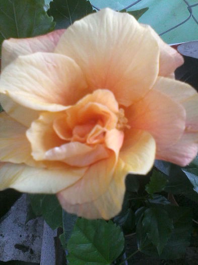 classic apricot - hibiscus classic apricot