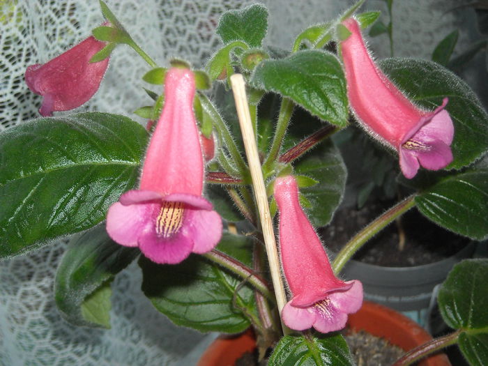  - 0 Zambetul florilor