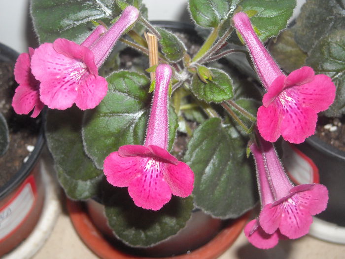  - 0 Zambetul florilor