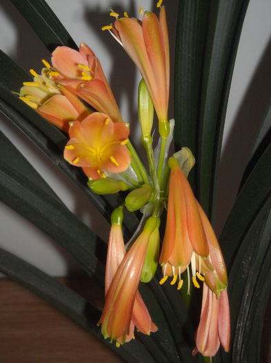  - 0 Zambetul florilor