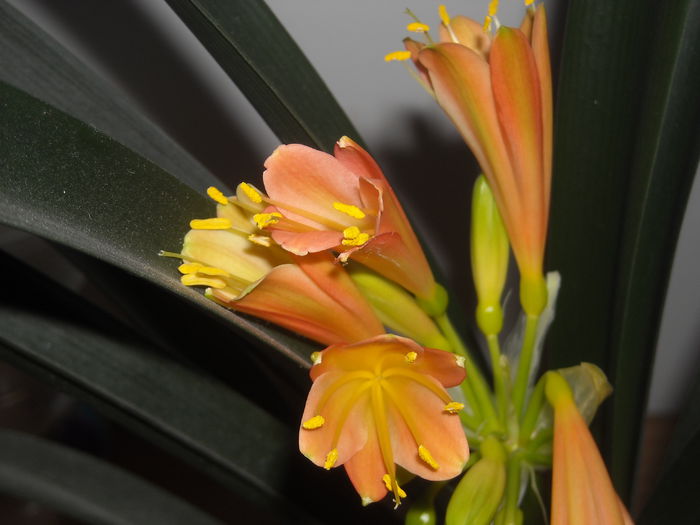  - 0 Zambetul florilor